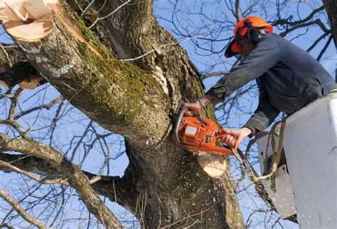 Tree trimming hollow creek ky  502-912-7483
